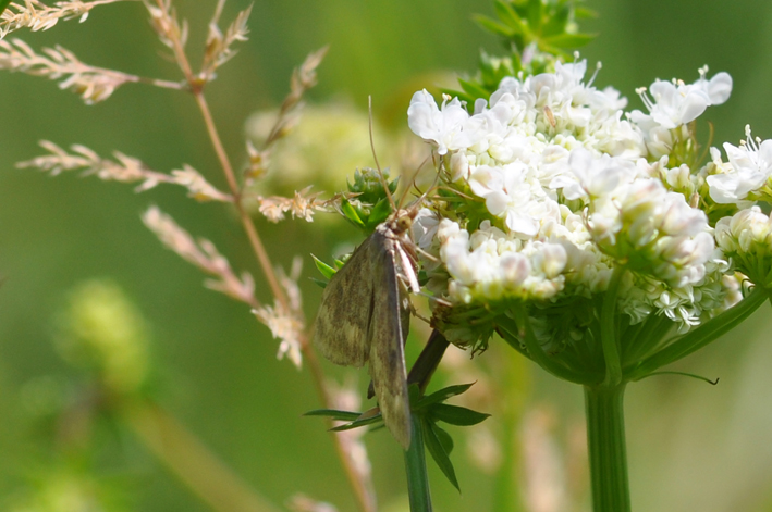 E'' una Crambidae?